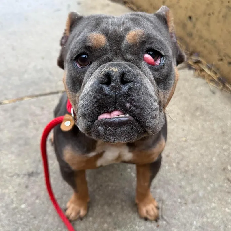 A baby medium-sized female Gray / Blue / Silver Pit Bull Terrier dog named Dr. Garcia for adoption in Northbrook, IL