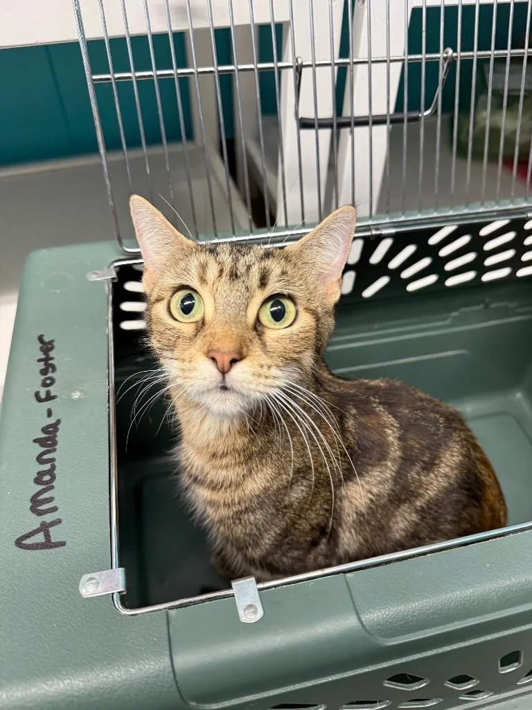 A young medium-sized female Domestic Short Hair cat named Stevie for adoption in Utica, MI