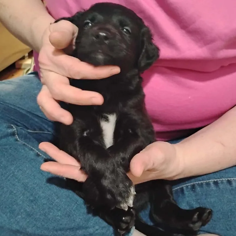 A baby medium-sized male Black Mixed Breed dog named David for adoption in DeKalb, IL