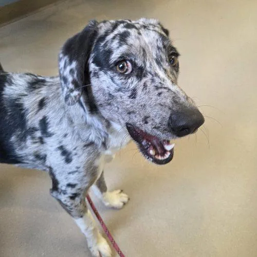 A young medium-sized female Merle (Blue) Australian Shepherd dog named Eros for adoption in Grand Junction, CO