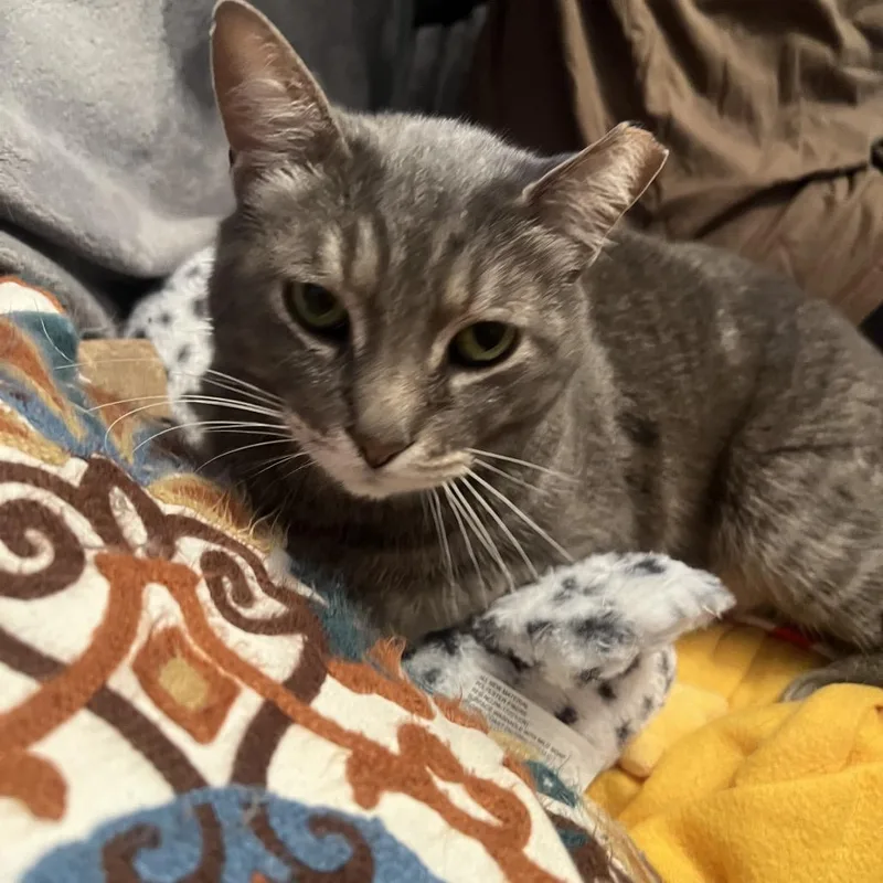 An adult small-sized male Gray / Blue / Silver Domestic Short Hair cat named Penelope for adoption in Woodbridge, VA