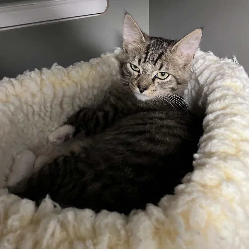 A baby small-sized male Domestic Medium Hair cat named Toast for adoption in Renton , WA