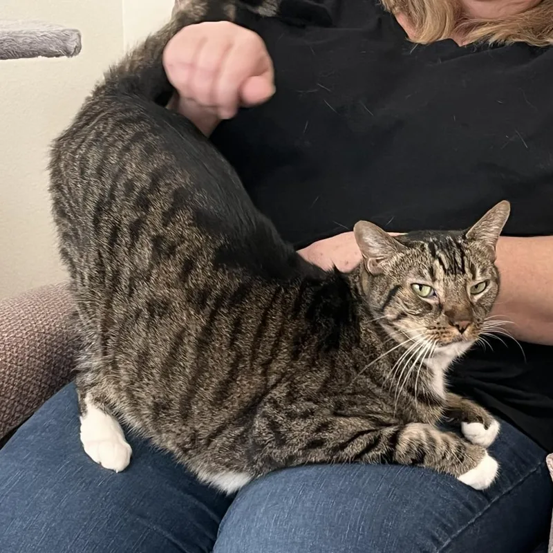 A senior large-sized female Domestic Short Hair cat named Aria for adoption in Fairfax, VA
