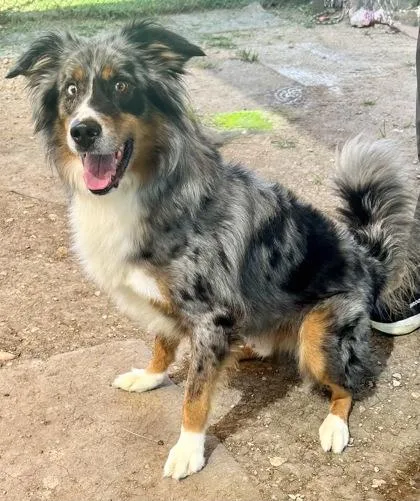 An adult large-sized male Merle (Blue) Mixed Breed dog named Holiday for adoption in Georgetown, TX