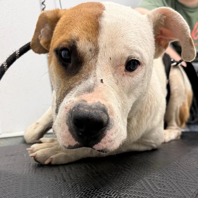An adult medium-sized male White / Cream Mixed Breed dog named Jose for adoption in Abilene, TX
