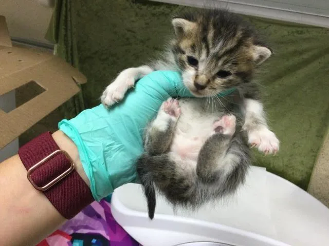 A baby small-sized female Domestic Short Hair cat named Petunia for adoption in Riverside, CA