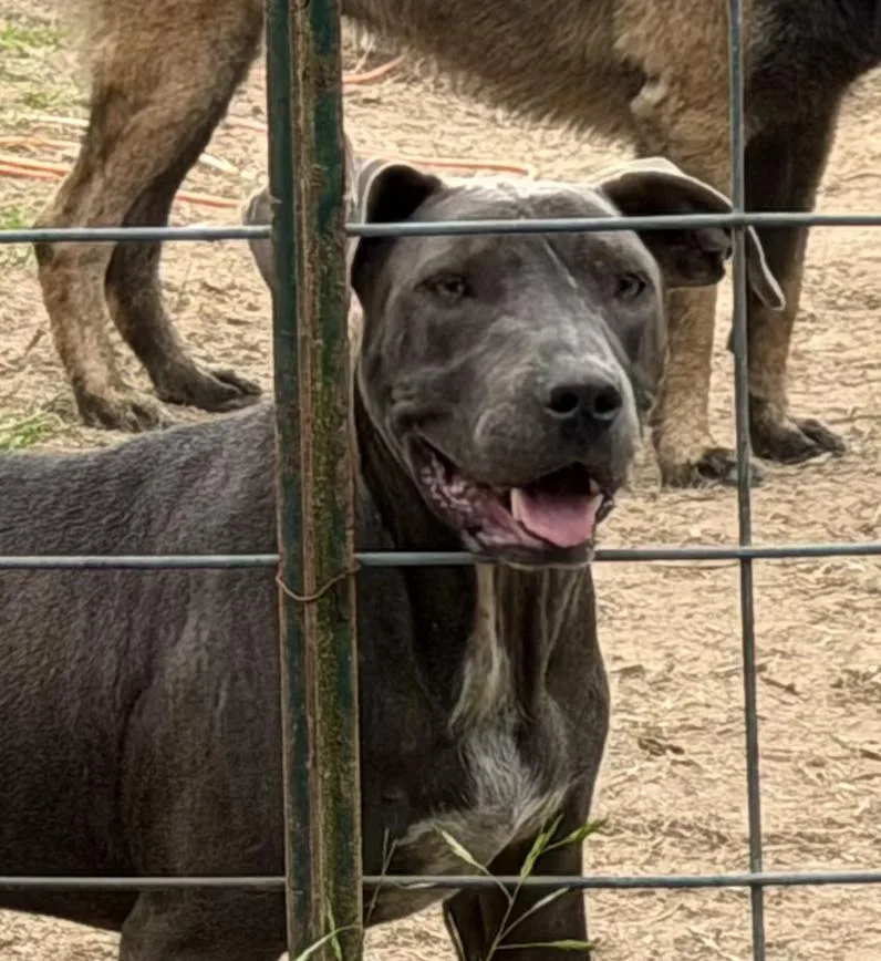 A young large-sized male Weimaraner dog named Colin for adoption in Austin, TX