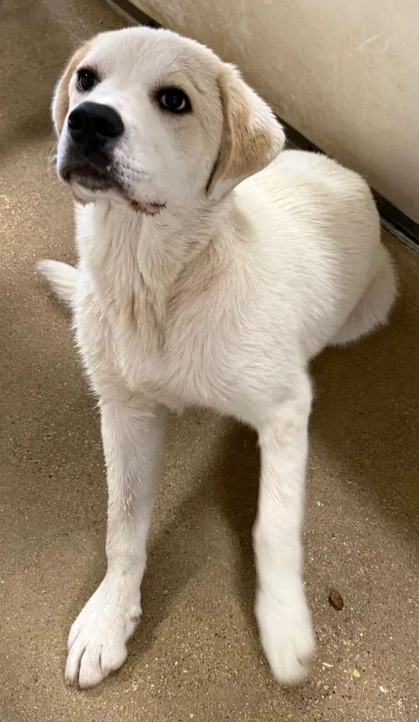 A baby medium-sized male Great Pyrenees dog named Marshmallow for adoption in Belton, TX