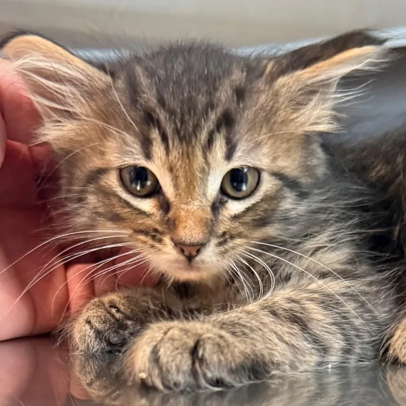 A baby small-sized male Domestic Medium Hair cat named Harry is at Petsmart for adoption in Cedaredge, CO
