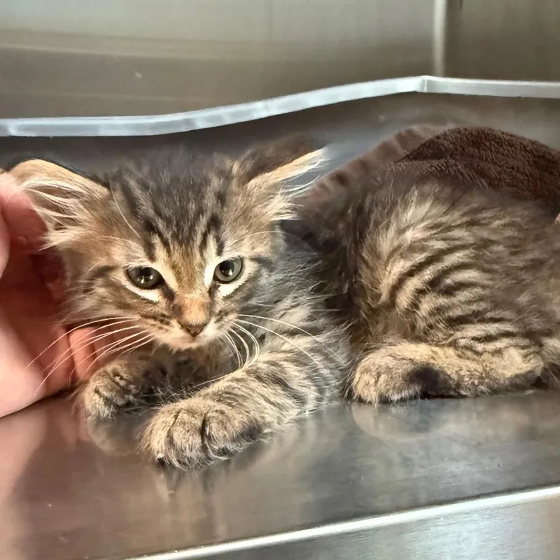 Harry is at Petsmart thumbnail 2
