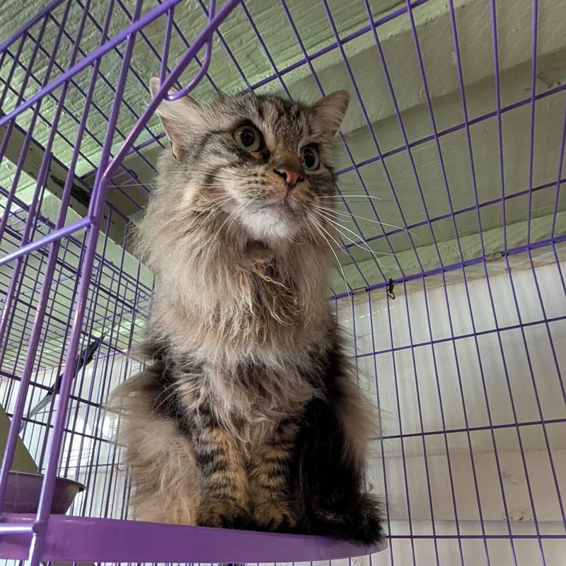 An adult large-sized male Black Domestic Long Hair cat named Dexter for adoption in Saugerties, NY