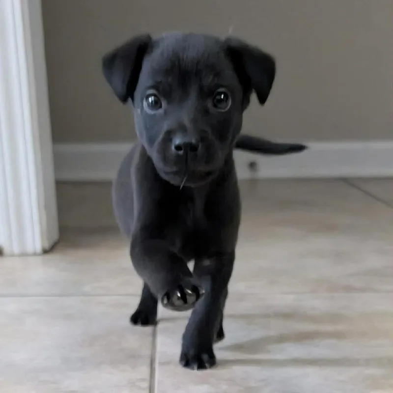 A baby medium-sized male Black Australian Cattle Dog / Blue Heeler dog named River for adoption in Phoenix, MD