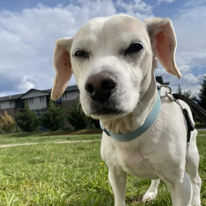 A senior small-sized male White / Cream Beagle dog named Jasper for adoption in Lynchburg, VA