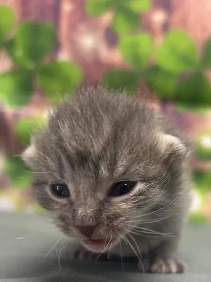 Guacamole thumbnail 2