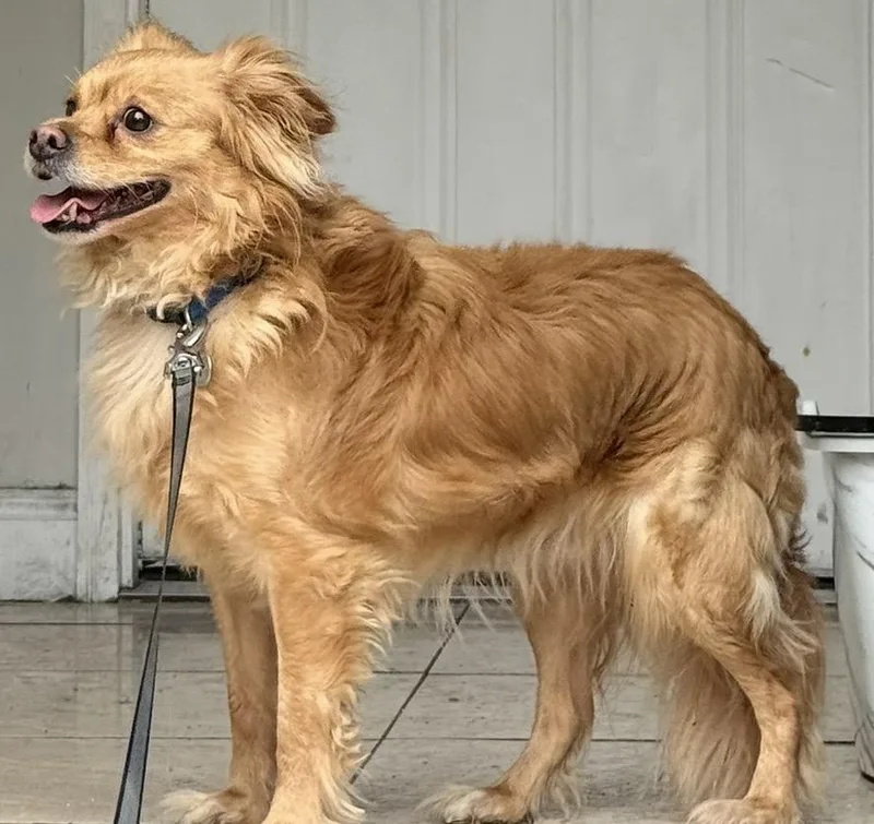 An adult medium-sized male Chihuahua dog named Dingo for adoption in Brooklyn, NY