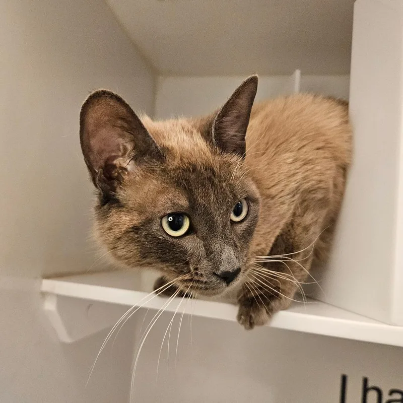 A young medium-sized female Domestic Short Hair cat named Trisha for adoption in Los Angeles, CA