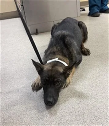 A young large-sized female German Shepherd Dog dog named Carmela for adoption in Riverside, CA