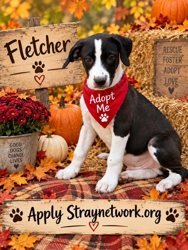 Fletcher thumbnail 5