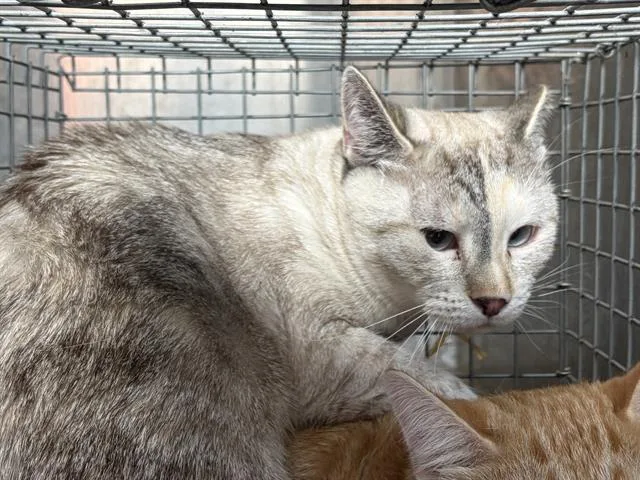 A young medium-sized female Snowshoe cat named Astrid for adoption in West Valley City, UT