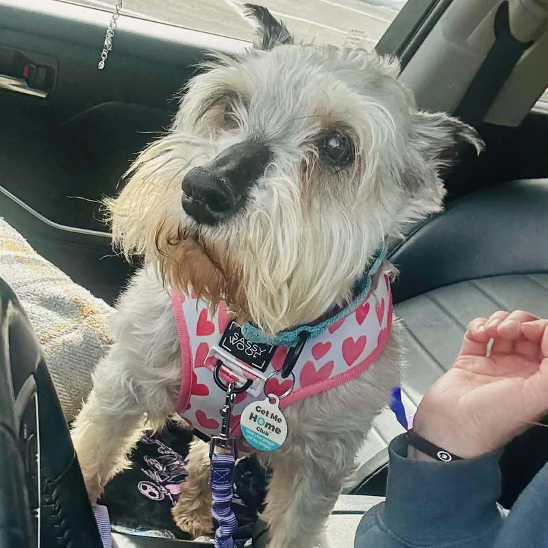 A senior small-sized male Miniature Schnauzer dog named Bobo: Sponsor Me! for adoption in Homer Glen, IL