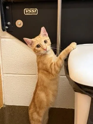A baby medium-sized male Orange / Red Domestic Short Hair cat named Ferb for adoption in Wichita, KS
