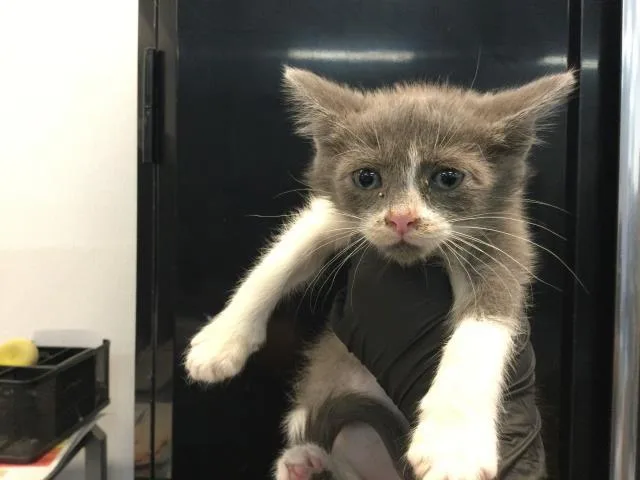 A baby small-sized female Domestic Short Hair cat named Pip for adoption in Thousand Palms, CA