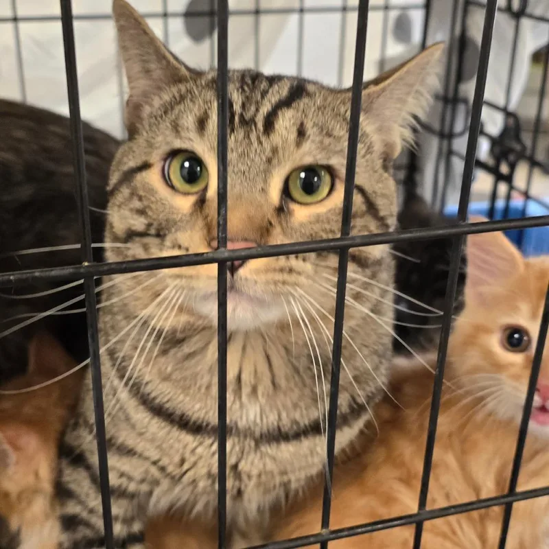 An adult large-sized male Black Domestic Short Hair cat named Sunny for adoption in Philadelphia, PA