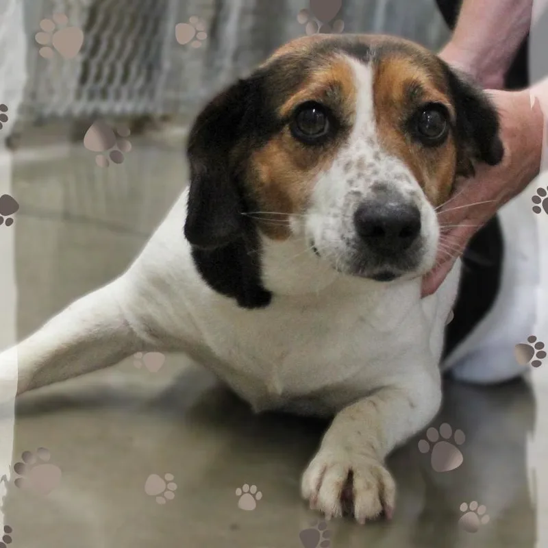 An adult medium-sized female Tricolor (Brown, Black, & White) Beagle dog named Maddie for adoption in Amelia, OH