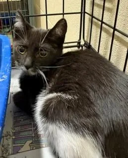 A baby medium-sized female Black & White / Tuxedo Domestic Short Hair cat named Seedling for adoption in Mason City, IA