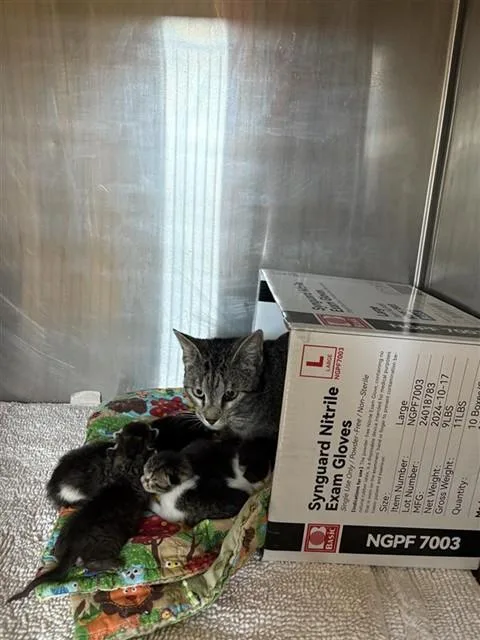 A young medium-sized female Domestic Short Hair cat named Dolores for adoption in Sugar Land, TX