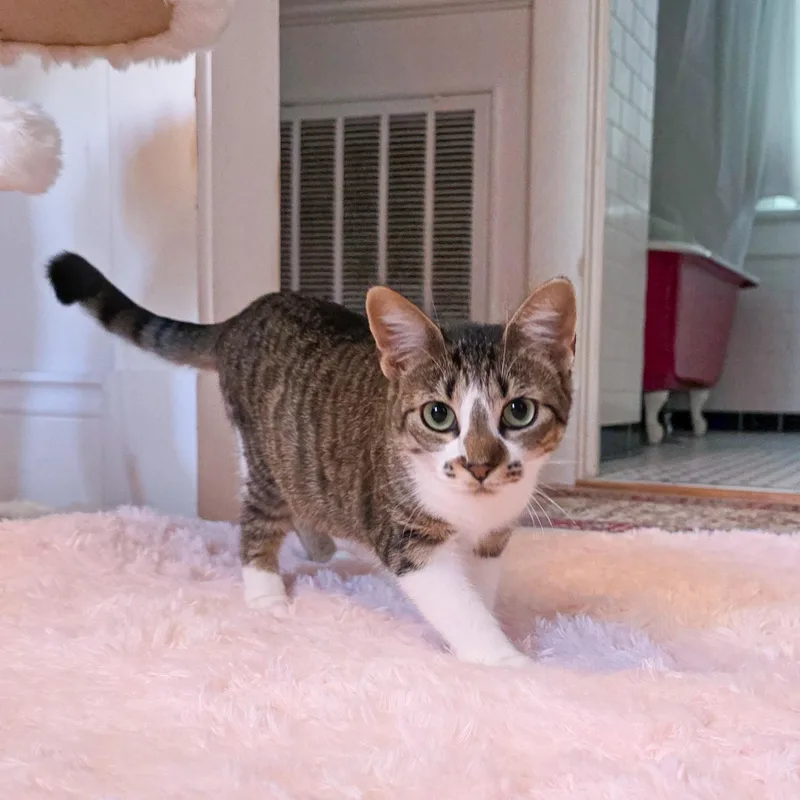 A young medium-sized female Tabby cat named Crumble for adoption in New Orleans, LA