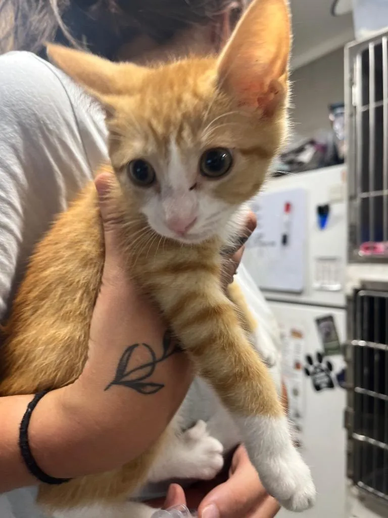 A baby large-sized male Domestic Short Hair cat named Suki for adoption in Hopkinsville, KY