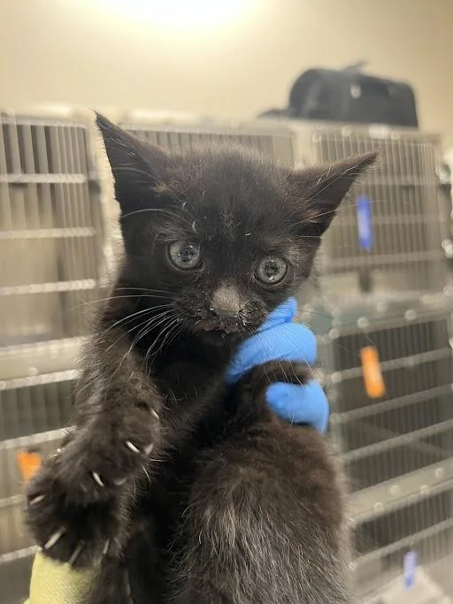 A baby small-sized female Domestic Short Hair cat named Zelda for adoption in Las Vegas, NV