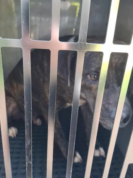 An adult small-sized female Pit Bull Terrier dog named Icc for adoption in Lawrenceville, GA