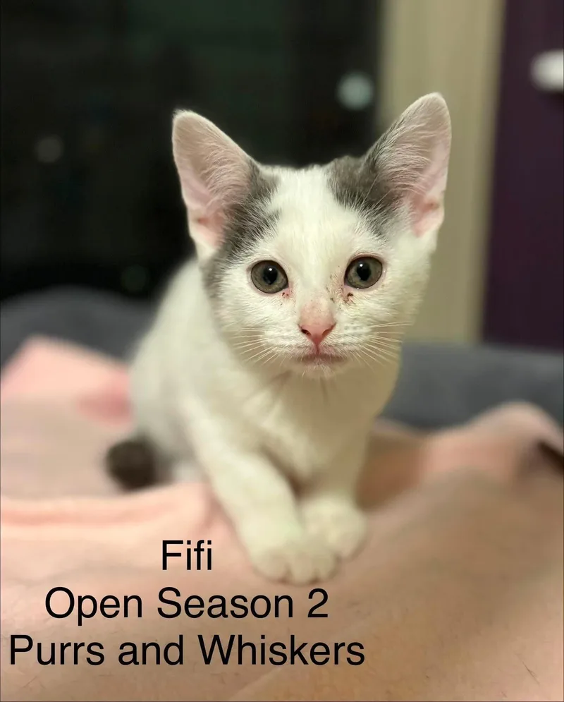 A baby medium-sized female Gray & White Domestic Short Hair cat named Fifi for adoption in New Hartford, NY