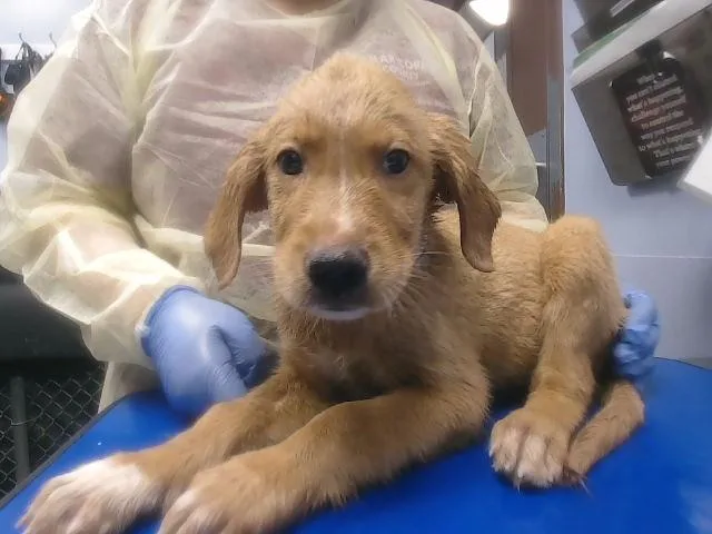 A baby small-sized male Golden Retriever dog named Resses for adoption in Phoenix, AZ