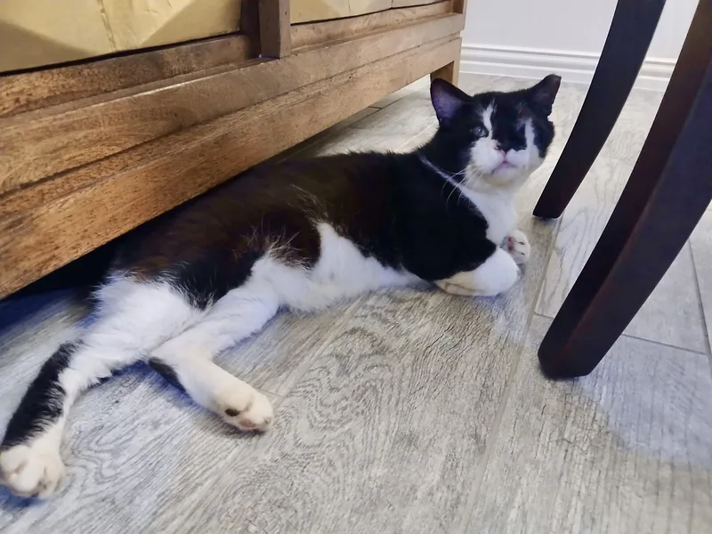 An adult medium-sized male Black & White / Tuxedo Domestic Short Hair cat named Oscar North Conroe Petsmart for adoption in Spring, TX