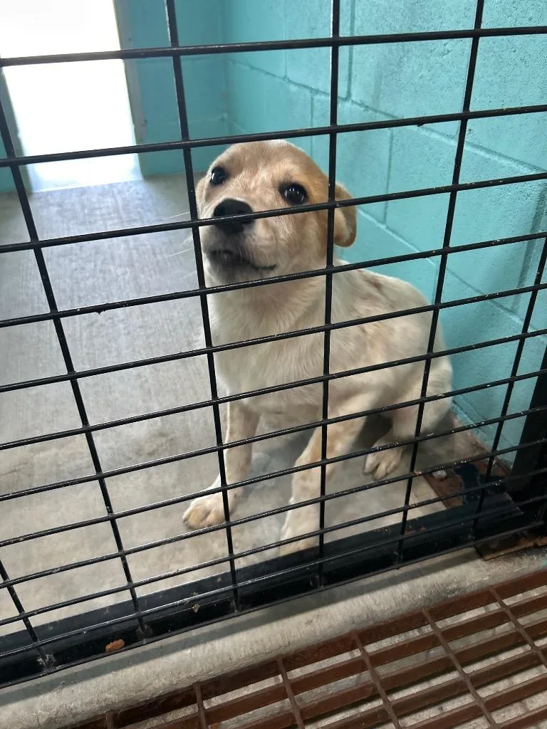 A baby medium-sized male Australian Cattle Dog / Blue Heeler dog named Wolfie for adoption in Glen Rose, TX