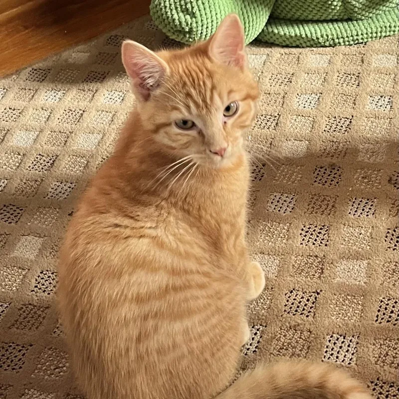 A baby small-sized male Orange / Red Domestic Short Hair cat named Pawtrick for adoption in Wakefield, MA
