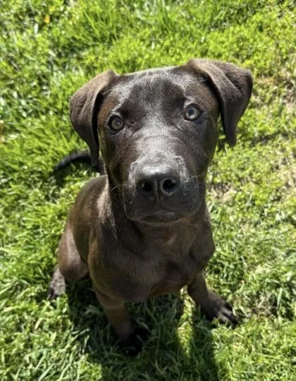 An adult medium-sized male Labrador Retriever dog named Gotham for adoption in St. Anne, IL