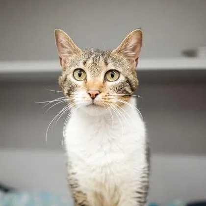 An adult small-sized female Brown / Chocolate Domestic Short Hair cat named Catra for adoption in Atlanta, GA