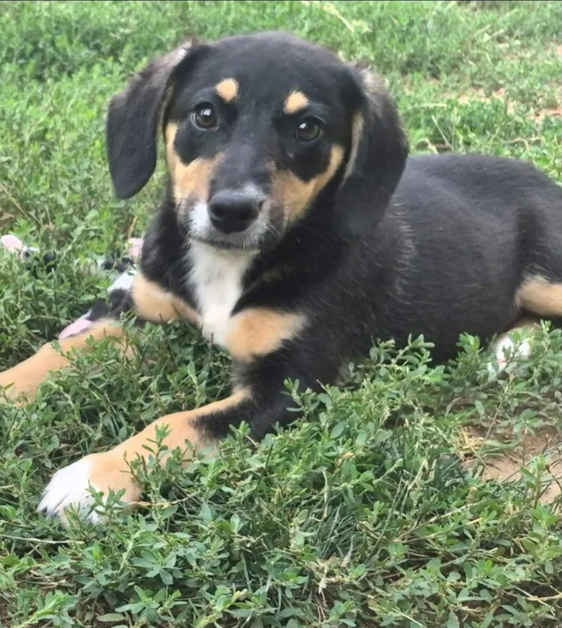 A baby medium-sized female Australian Cattle Dog / Blue Heeler dog named De  Jours for adoption in Fort Lupton, CO