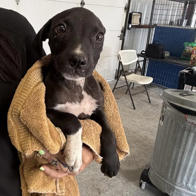 A baby small-sized male Pit Bull Terrier dog named Sir Chimkin Nuggie for adoption in Bastrop, TX