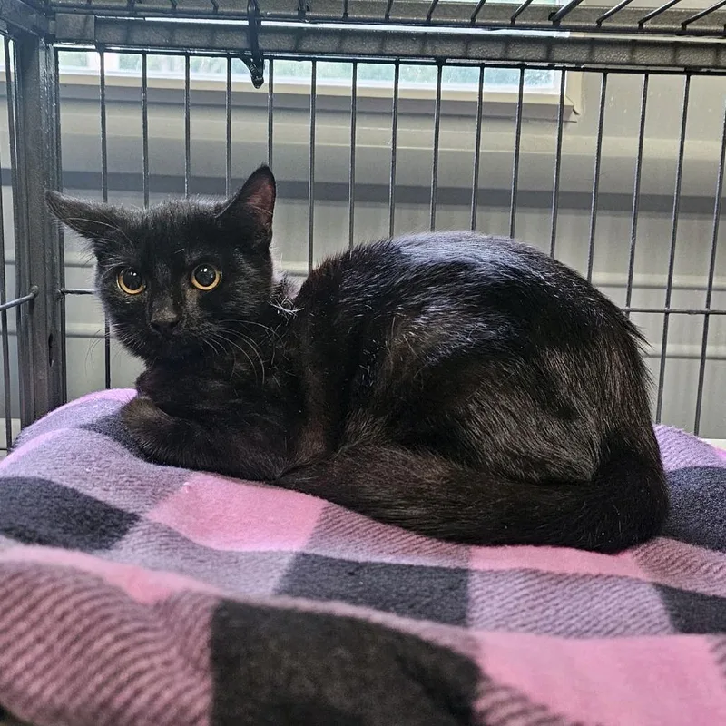 A baby small-sized male Black Domestic Short Hair cat named Batman for adoption in Columbus, NC