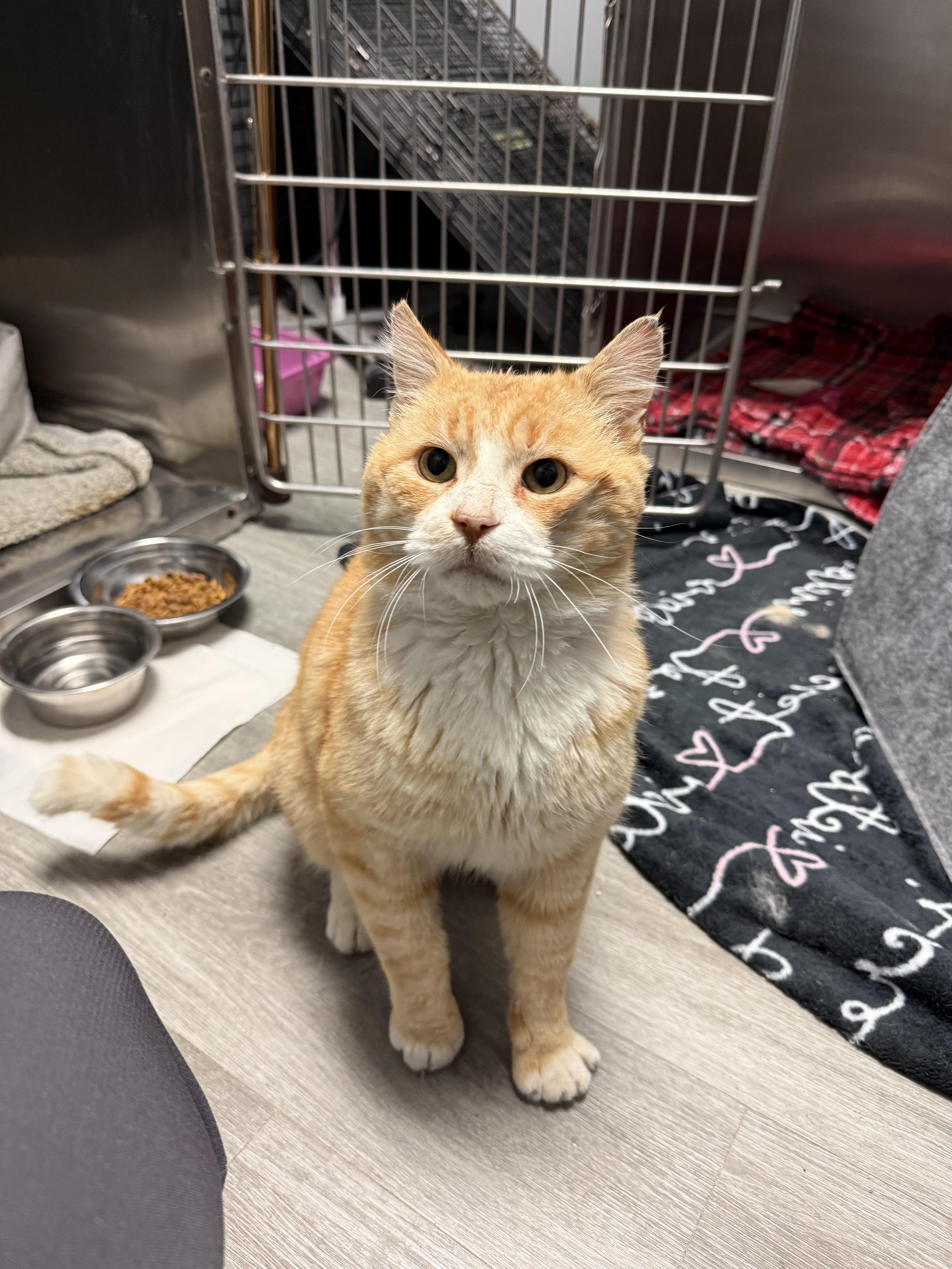 A young medium-sized male Orange & White Domestic Short Hair cat named Ham Sandwich for adoption in Key Biscayne, FL