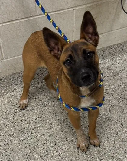 A young medium-sized female Brown / Chocolate Mixed Breed dog named Bari Sue for adoption in Kansas City, MO