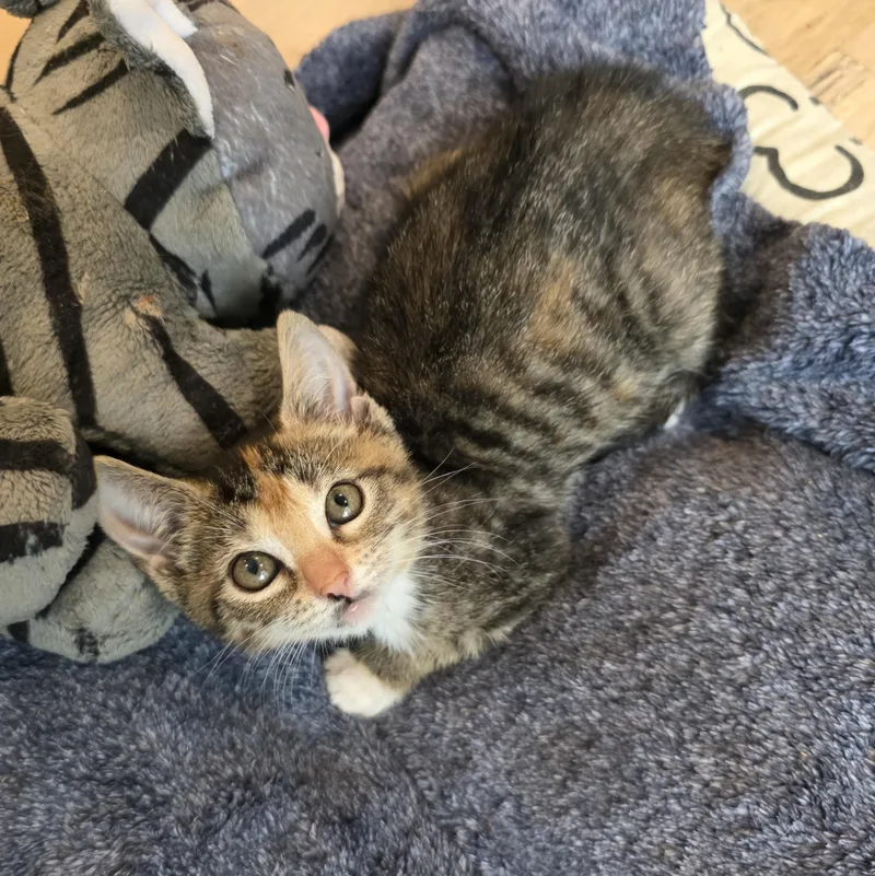 A baby medium-sized female Calico cat named Lizzie for adoption in Moriches, NY