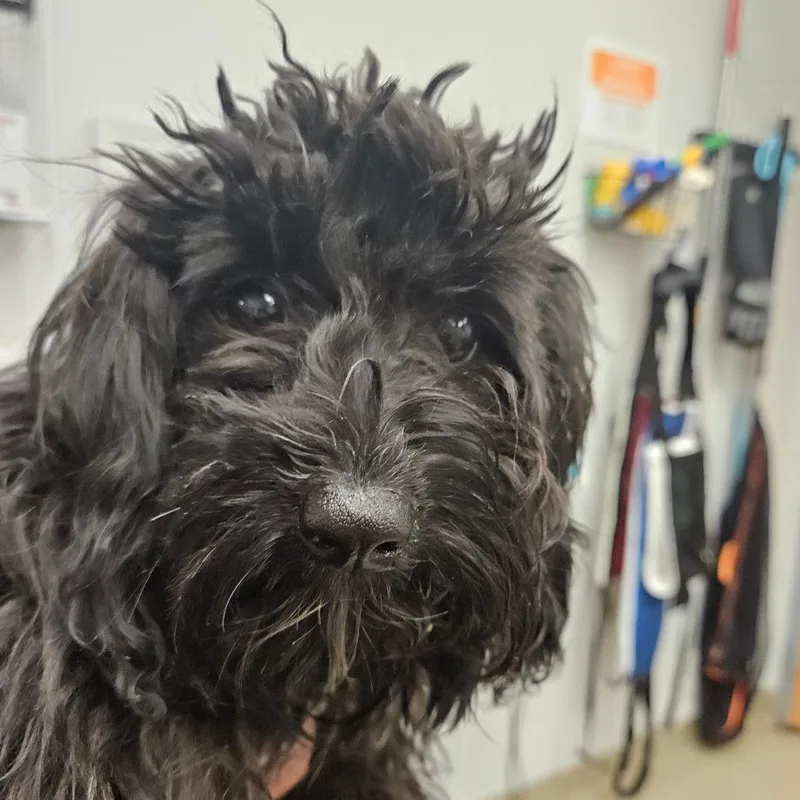 A young small-sized female Black Poodle dog named Solana for adoption in Birdsboro, PA
