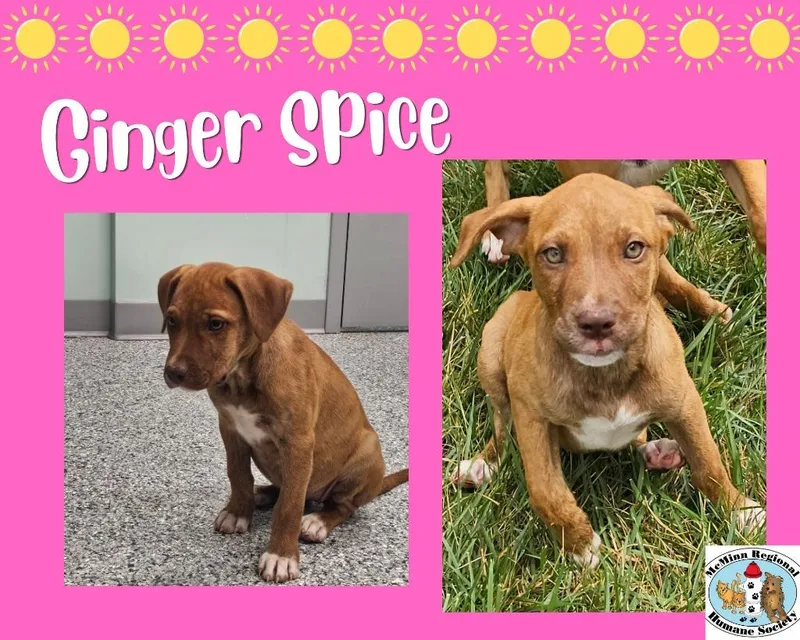 A baby small-sized female Terrier dog named Ginger Spice for adoption in Athens, TN