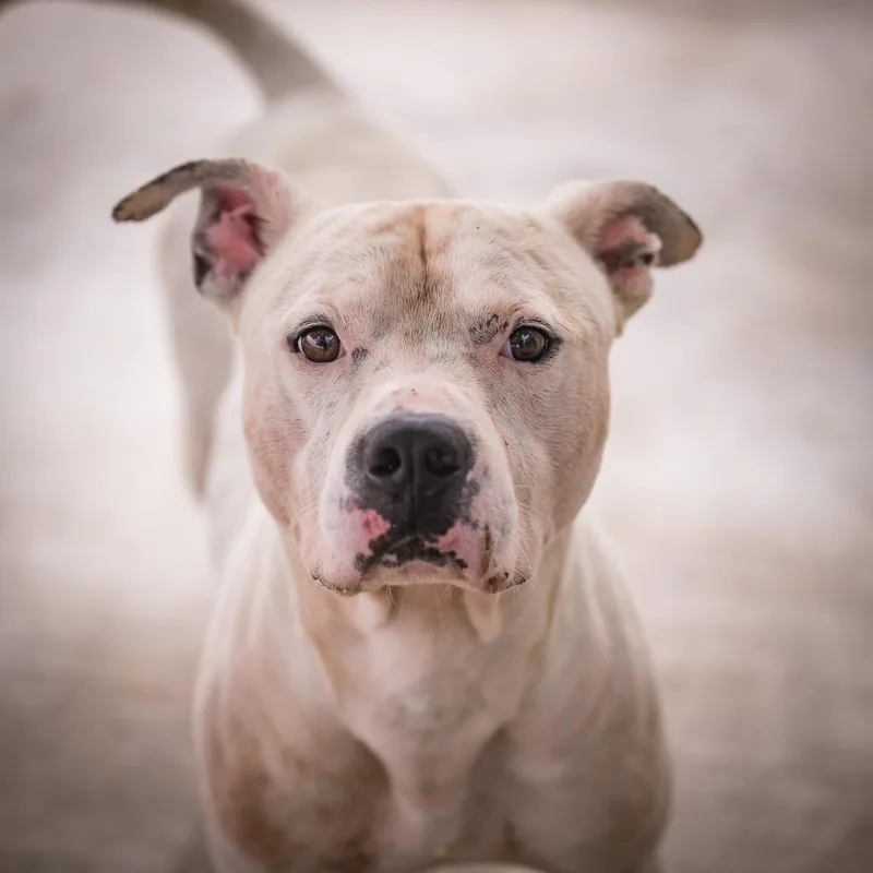 An adult medium-sized male Pit Bull Terrier dog named Sosa for adoption in Twentynine Palms, CA